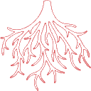 广州根系